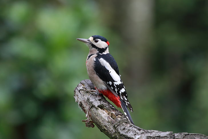 Coldstream holiday park news - Wildlife around our Holiday Park